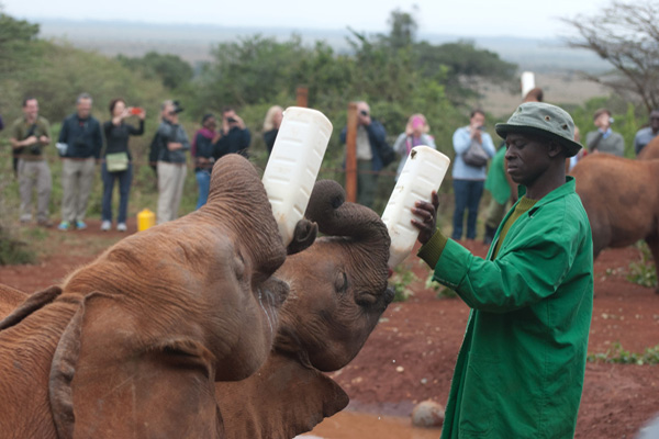 Daphne Sheldrick Elephant Orphanage