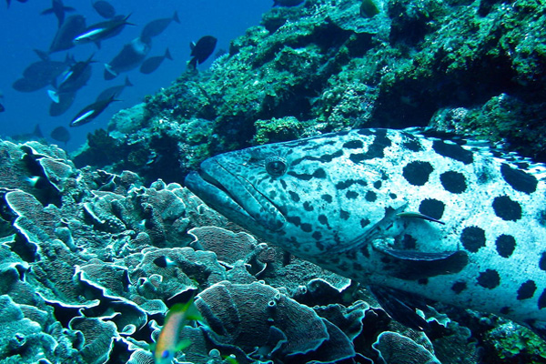 Diving from Matemwe Lodge