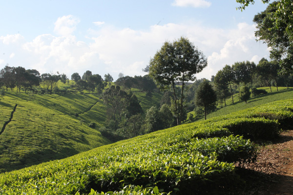 Kiambethu Farm