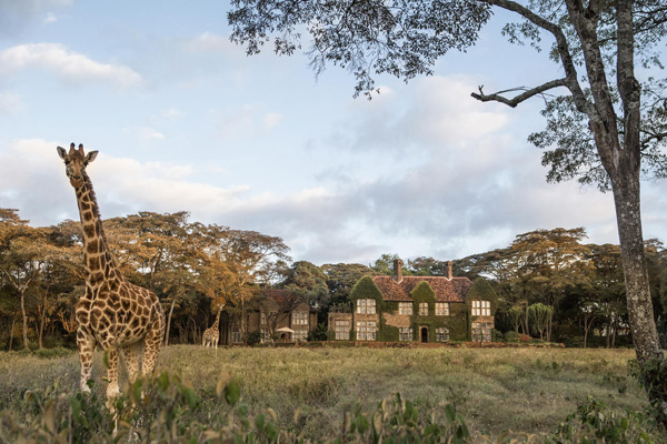 Giraffe Centre