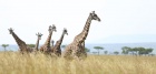 The Masai Mara