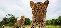 Leopard in South Luangwa