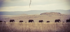 Lewa Downs - elephants