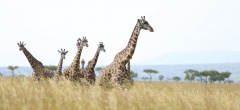 The Masai Mara