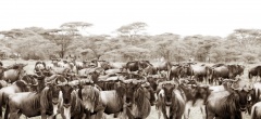 Itinerary photo - safari