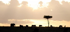 Tsavo East and West