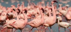 Lake Naivasha - flamingos