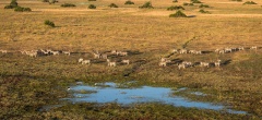 Okavango Concessions