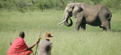 Naboisho Camp - Elephant