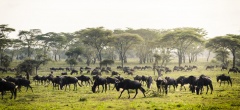 Sanctuary Kichakani Camp - Wildebeest migration