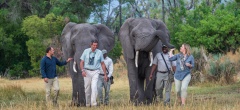 Abu Camp - Elephant Interaction