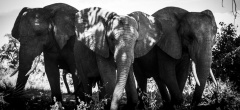 Abu Camp - Elephants