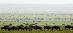 Dunia Camp - Serengeti 