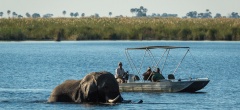 DumaTau- Elephant Crossing
