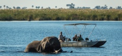 DumaTau- Elephant Crossing