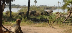 Lake Manze Camp - elephant in camp