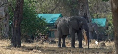 Mdonya Old River Camp - elephant