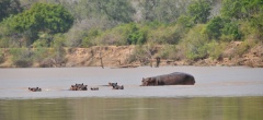 Mivumo Lodge - Hippos