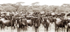 Sayari Mara - Wildeebest migration