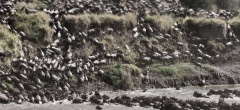 Serian Camp - Wildebeest Migration