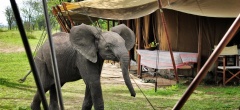 Serian Camp - Elephant in camp