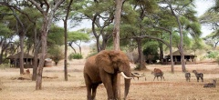 Swala Safari Camp - Elephant in camp
