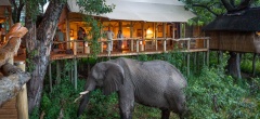 Tubu Tree - Elephant