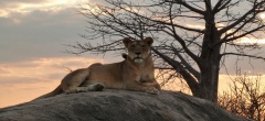Mwagusi Camp - Lion