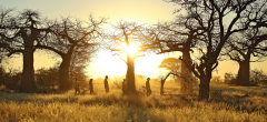 Kichaka Camp - baobabs