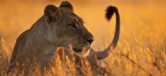 Africa Safari - Lion in the Serengeti National Park