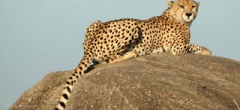 Itinerary photo - Cheetah