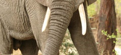 Itineary photo - elephant