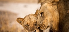 Zambia - south luangwa national park