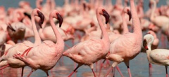 Itinerary photo - flamingos