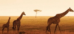 Serengeti Safari - Four Seasons