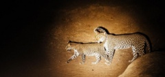 Leopard in South Luangwa