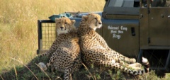 Governors Camp - Cheetahs