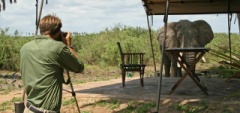 Lake Manze Camp - elephant in camp