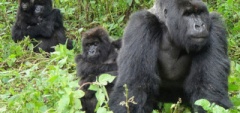 Bwindi National Park