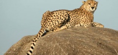 Itinerary photo - Cheetah