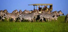 Itineary photo - Zebra