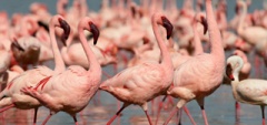 Itinerary photo - flamingos