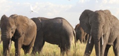 Manyara-Ranch-Camp - elephants