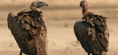 Itienrary photo - Vulture