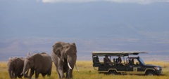 Family safari - Amboseli