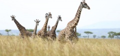 Itinerary photo - masai mara