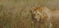 Client photo - Ngorongoro