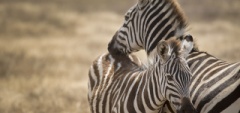 Client photo - Ngorongoro