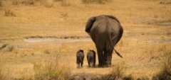 Client photo - baby elephants