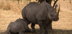 Client photo - rhino